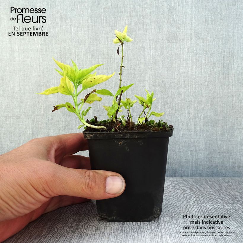 Ejemplar de Veronica spicata Alba - Verónica espigada Maceta de 8/9 cm entregado en verano