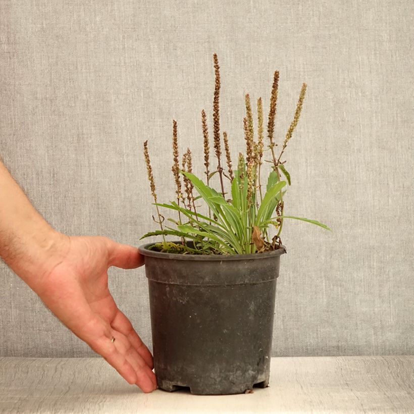 Ejemplar de Veronica spicata Baby Blue - Véronique en épis Pot de 2L/3L entregado en verano