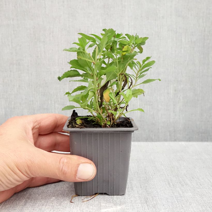 Ejemplar de Veronica spicata Bubblegum Candles - Verónica espigada Maceta de 8/9 cm entregado en otoño