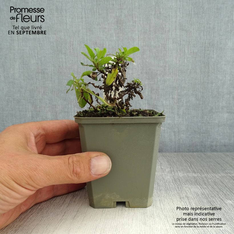 Ejemplar de Veronica spicata Erika - Verónica espigada Maceta de 8/9 cm entregado en verano