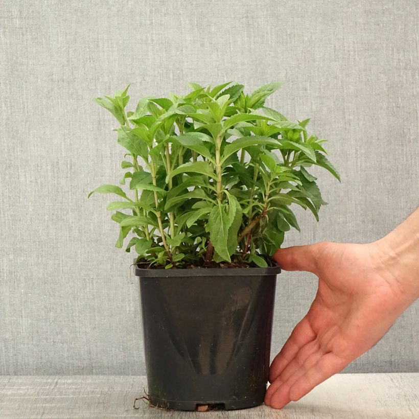 Veronica spicata Royal Candles - Verónica espigada Maceta 1,5L/2L Ejemplar entregado en la primavera