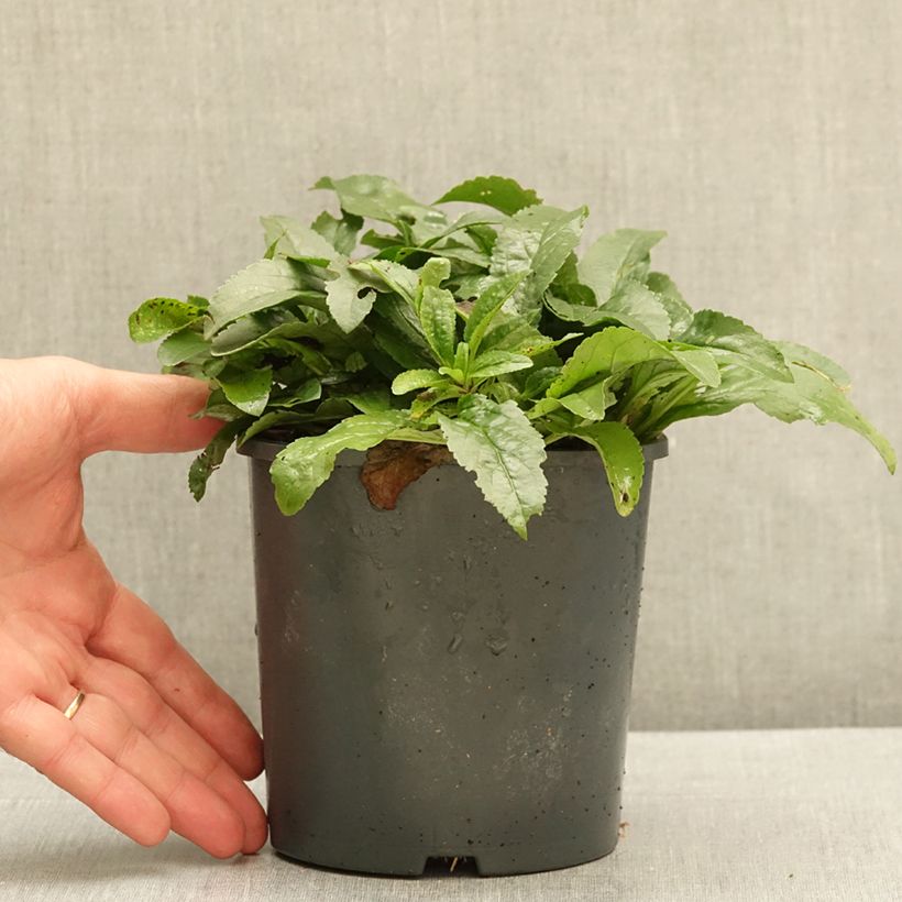 Ejemplar de Veronica spicata Snow Candles - Verónica espigada Maceta 1L/1,5L entregado en otoño