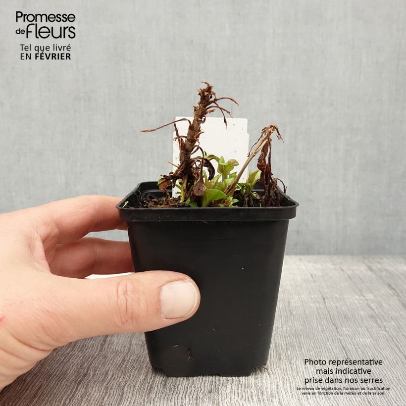 Veronica spicata Ulster Blue Dwarf - Verónica espigada Maceta de 8/9 cm Ejemplar entregado en invierno