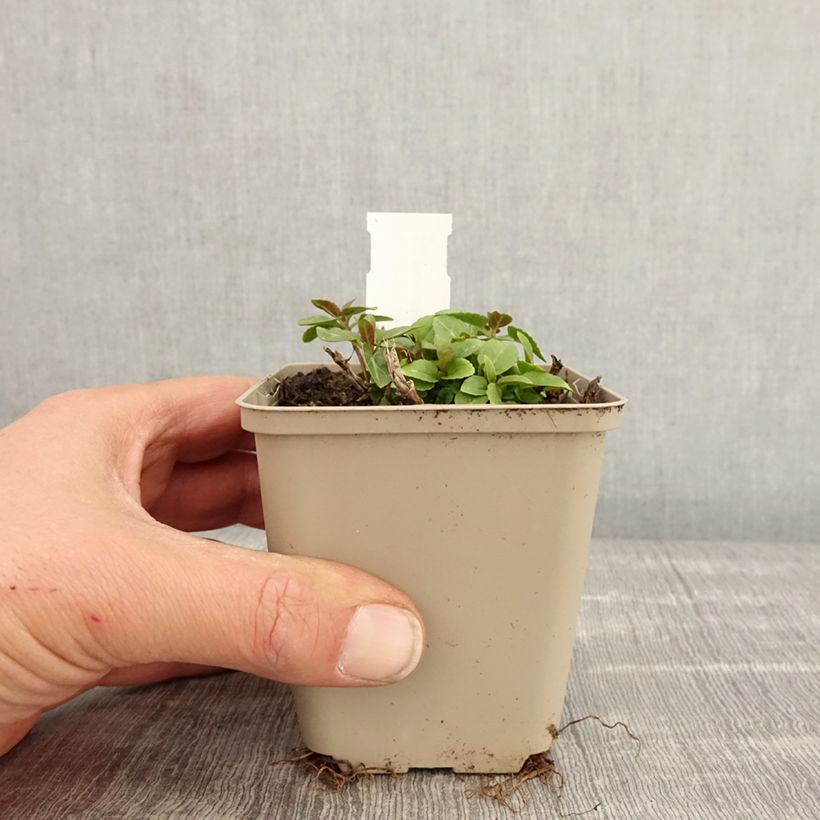 Veronica spicata Ulster Blue Dwarf - Verónica espigada Maceta de 8/9 cm Ejemplar entregado en la primavera