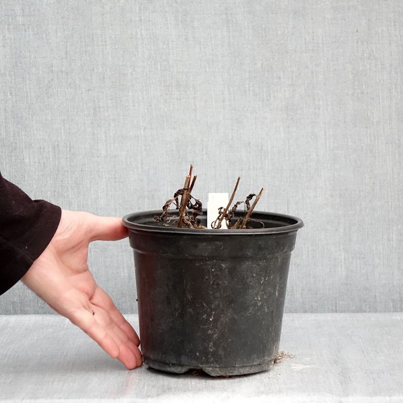 Veronica spicata Ulster Blue Dwarf - Verónica espigada Maceta 2L/3L Ejemplar entregado en invierno