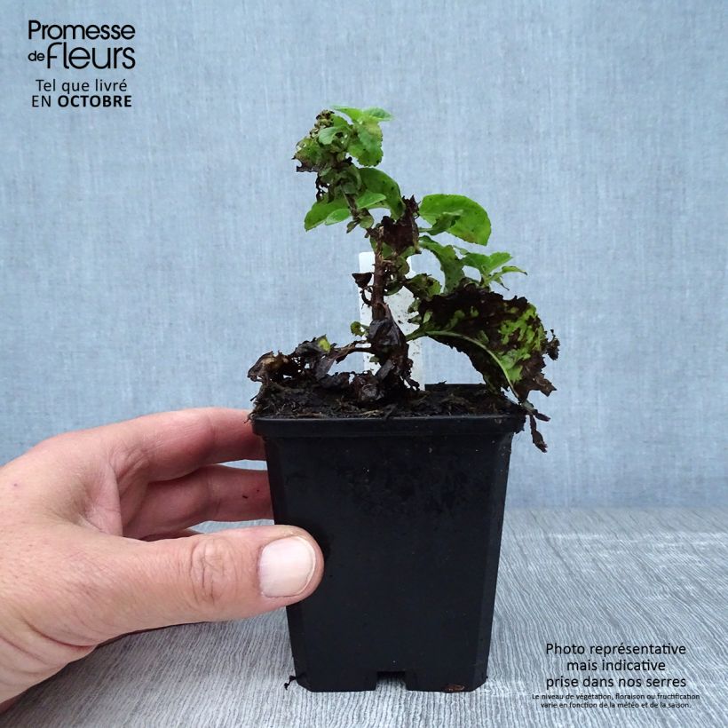 Ejemplar de Veronica Sunny Border Blue Maceta de 8/9 cm entregado en otoño