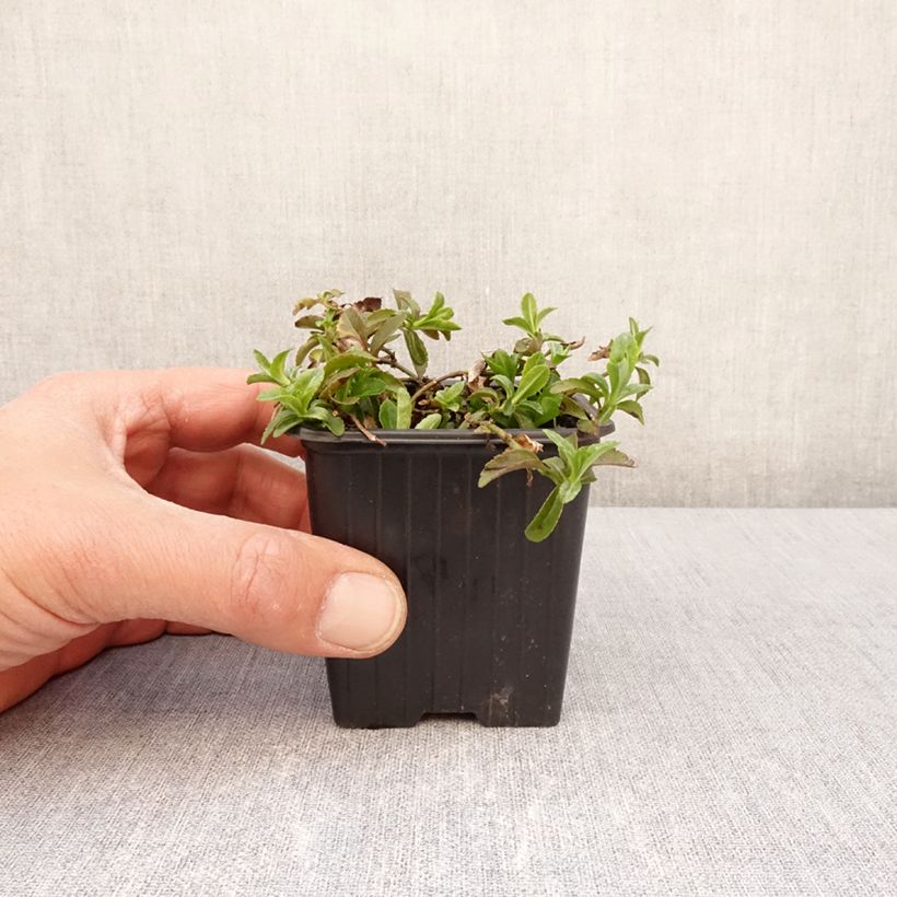 Veronica Kentish Pink Maceta de 8/9 cm Ejemplar entregado en la primavera