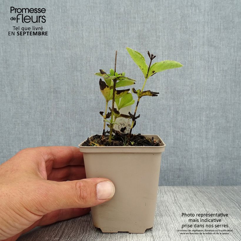 Ejemplar de Veronicastrum sibiricum Maceta de 8/9 cm entregado en verano