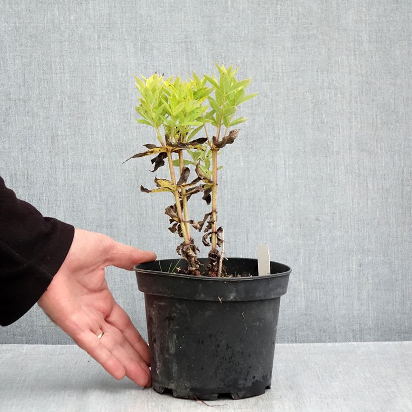 Ejemplar de Veronicastrum virginicum Adoration Maceta 2L/3L entregado en otoño