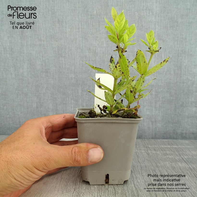 Ejemplar de Veronicastrum virginicum Challenger Maceta de 8/9 cm entregado en verano