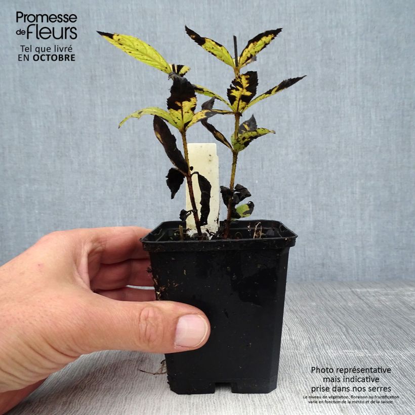 Ejemplar de Veronicastrum virginicum Cupid Maceta de 8/9 cm entregado en otoño
