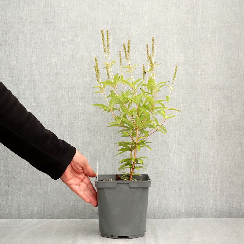 Ejemplar de Veronicastrum virginicum Fascination Maceta 2L/3L entregado en otoño