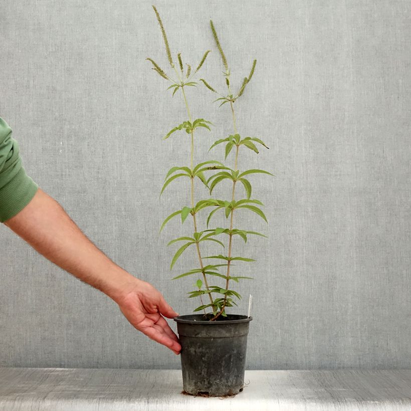 Ejemplar de Veronicastrum virginicum Fascination Maceta 2L/3L entregado en verano