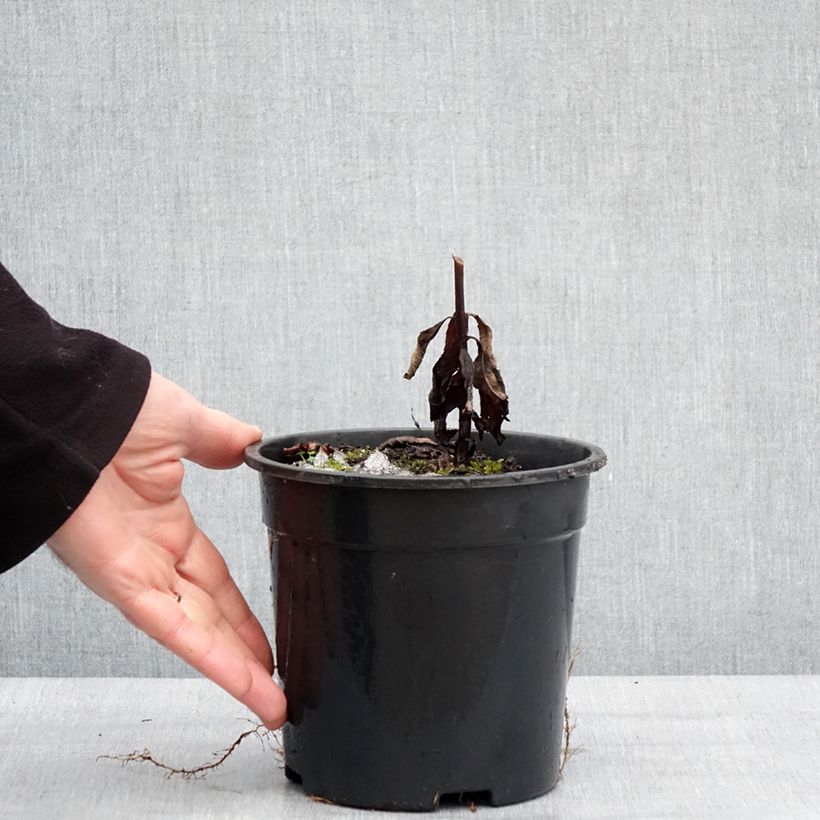 Veronicastrum virginicum Fascination Maceta 2L/3L Ejemplar entregado en invierno