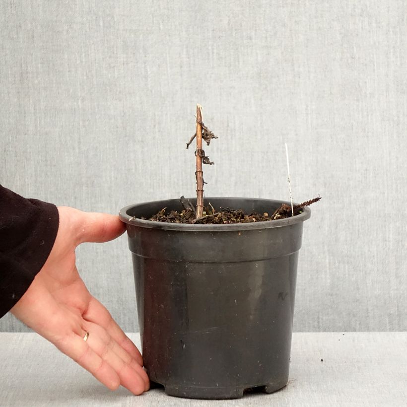 Veronicastrum virginicum Fascination Maceta 2L/3L Ejemplar entregado en la primavera