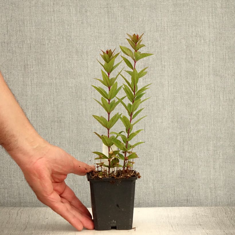 Ejemplar de Veronicastrum virginicum Kleine Erika Maceta de 8/9 cm entregado en verano