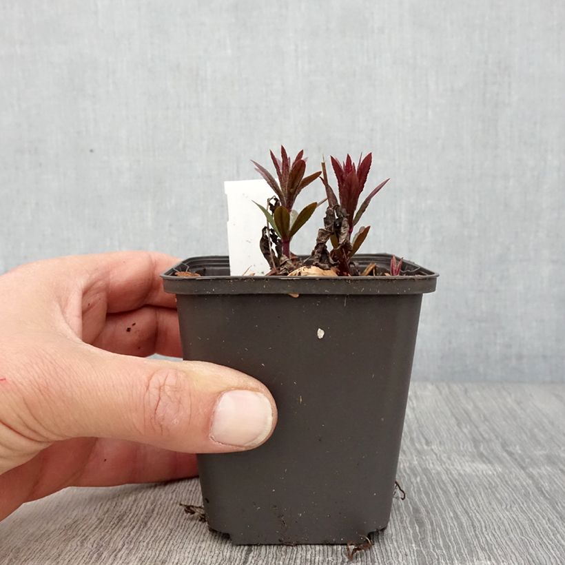 Veronicastrum virginicum Kleine Erika Maceta de 8/9 cm Ejemplar entregado en la primavera