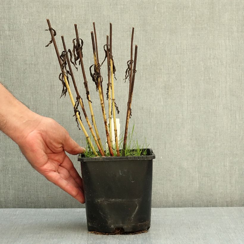 Ejemplar de Veronicastrum virginicum Lavendelturm Maceta 2L/3L entregado en otoño