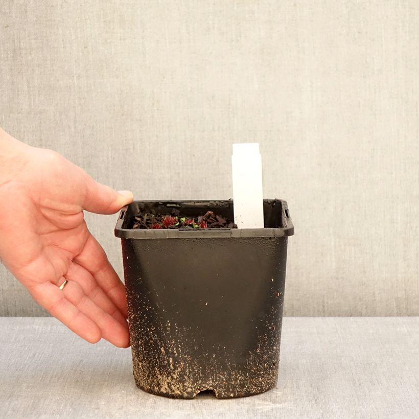 Veronicastrum virginicum Lavendelturm Maceta 2L/3L Ejemplar entregado en invierno