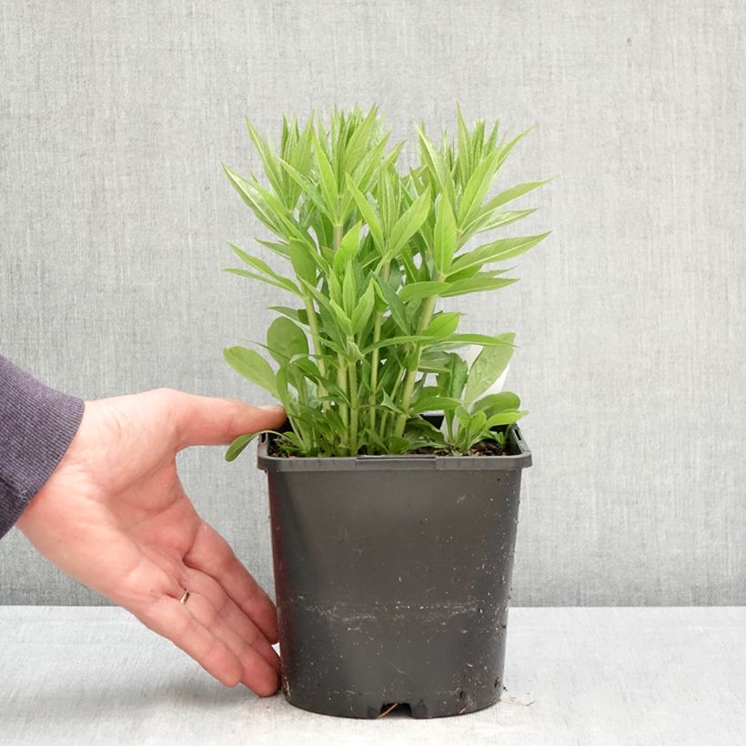Veronicastrum virginicum Lavendelturm Maceta 2L/3L Ejemplar entregado en la primavera