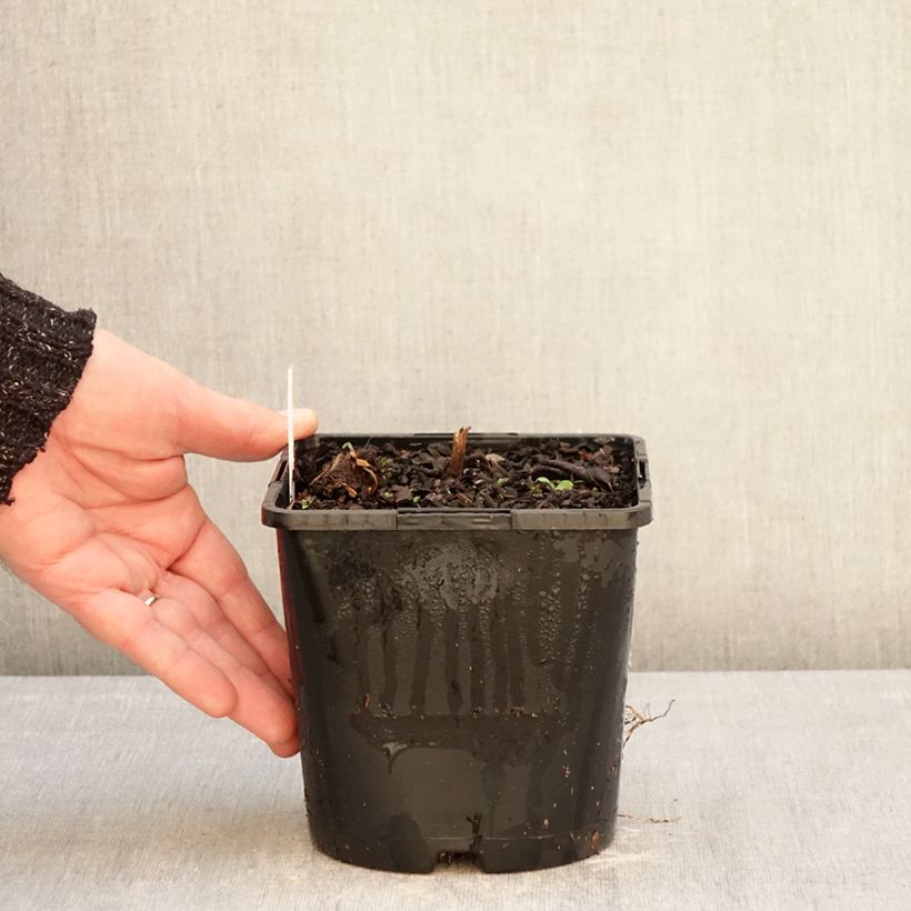 Veronicastrum virginicum Pink Glow Maceta 2L/3L Ejemplar entregado en invierno