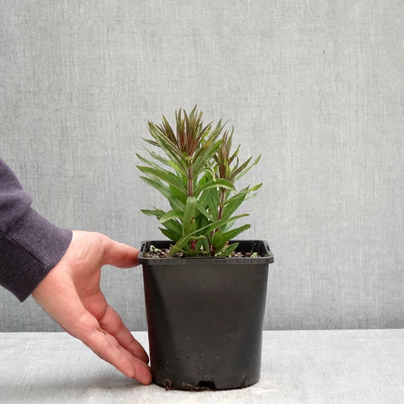 Veronicastrum virginicum Pink Glow Maceta 2L/3L Ejemplar entregado en la primavera