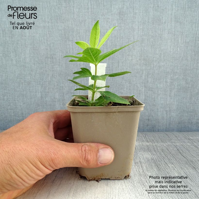 Ejemplar de Veronicastrum virginicum Apollo Maceta de 8/9 cm entregado en verano