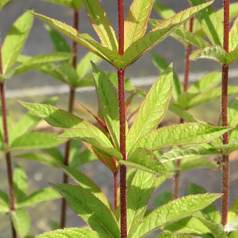 Veronicastrum virginicum Apollo (Follaje)