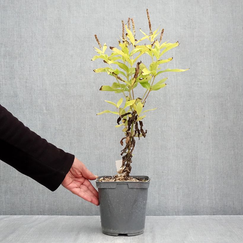 Ejemplar de Veronicastrum virginicum Apollo Maceta 2L/3L entregado en otoño