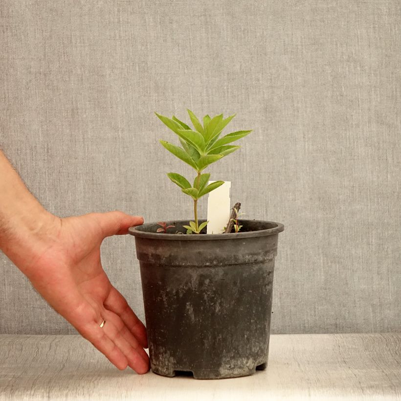Ejemplar de Veronicastrum virginicum Apollo Maceta 2L/3L entregado en verano