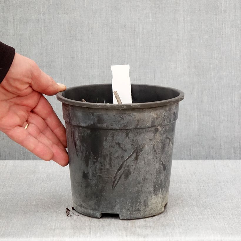 Veronicastrum virginicum Apollo Maceta 2L/3L Ejemplar entregado en la primavera