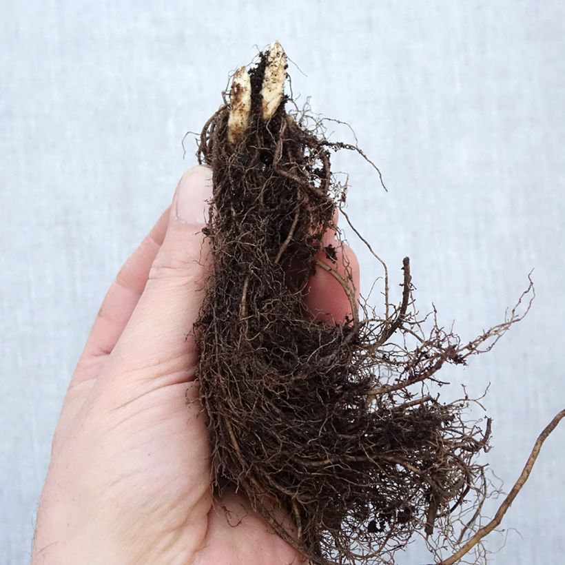 Veronicastrum virginicum Apollo Raíces desnudas Ejemplar entregado en invierno