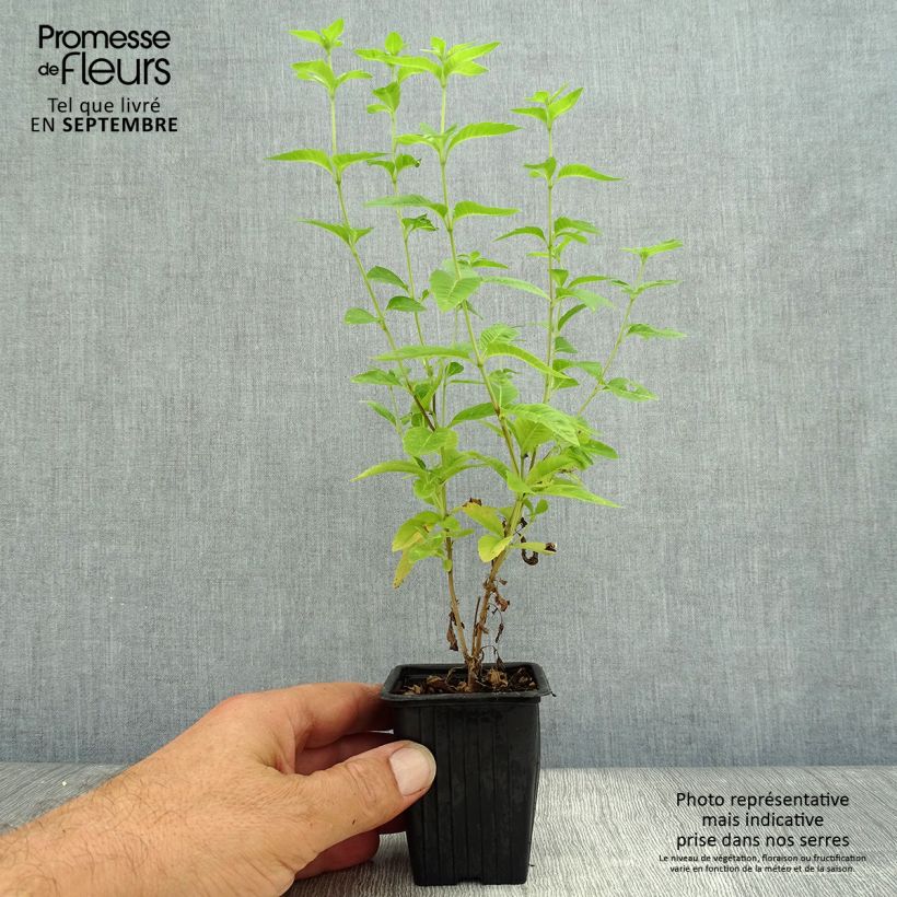 Ejemplar de Hierba Luisa - Aloysia triphylla Maceta de 7/8 cm entregado en otoño