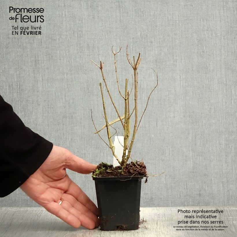 Hierba Luisa - Aloysia triphylla Maceta de 7/8 cm Ejemplar entregado en invierno