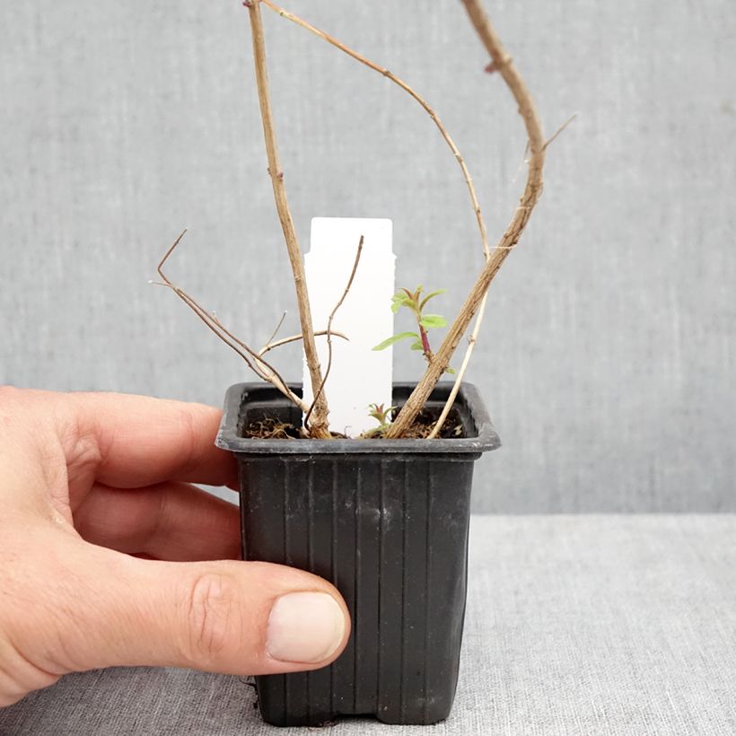 Ejemplar de Hierba Luisa - Aloysia triphylla Maceta de 8/9 cm entregado en otoño