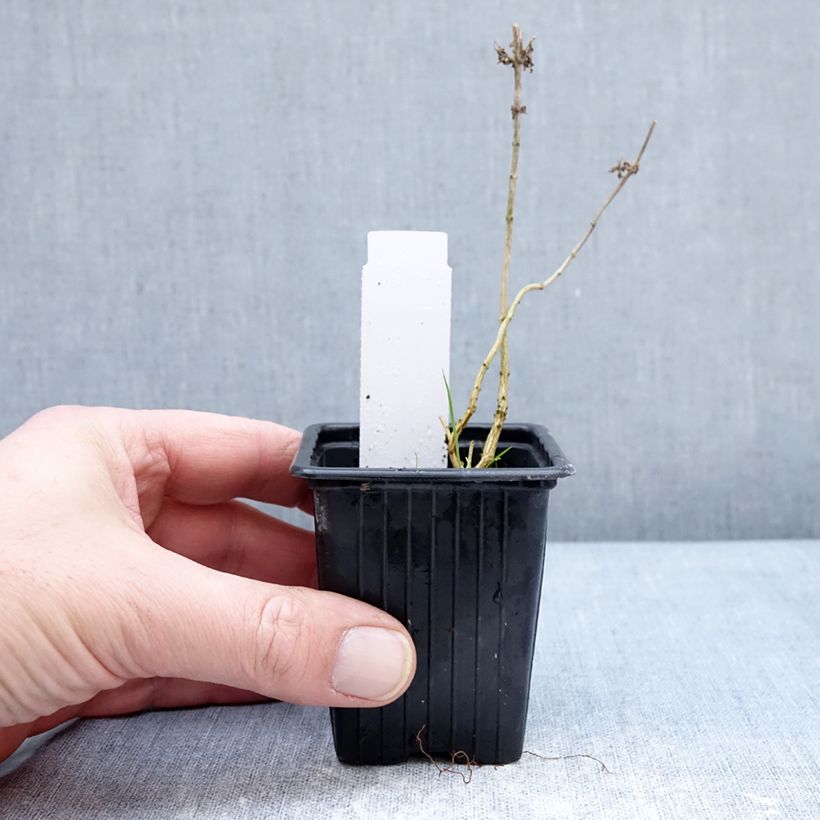 Hierba Luisa - Aloysia triphylla Maceta de 8/9 cm Ejemplar entregado en invierno