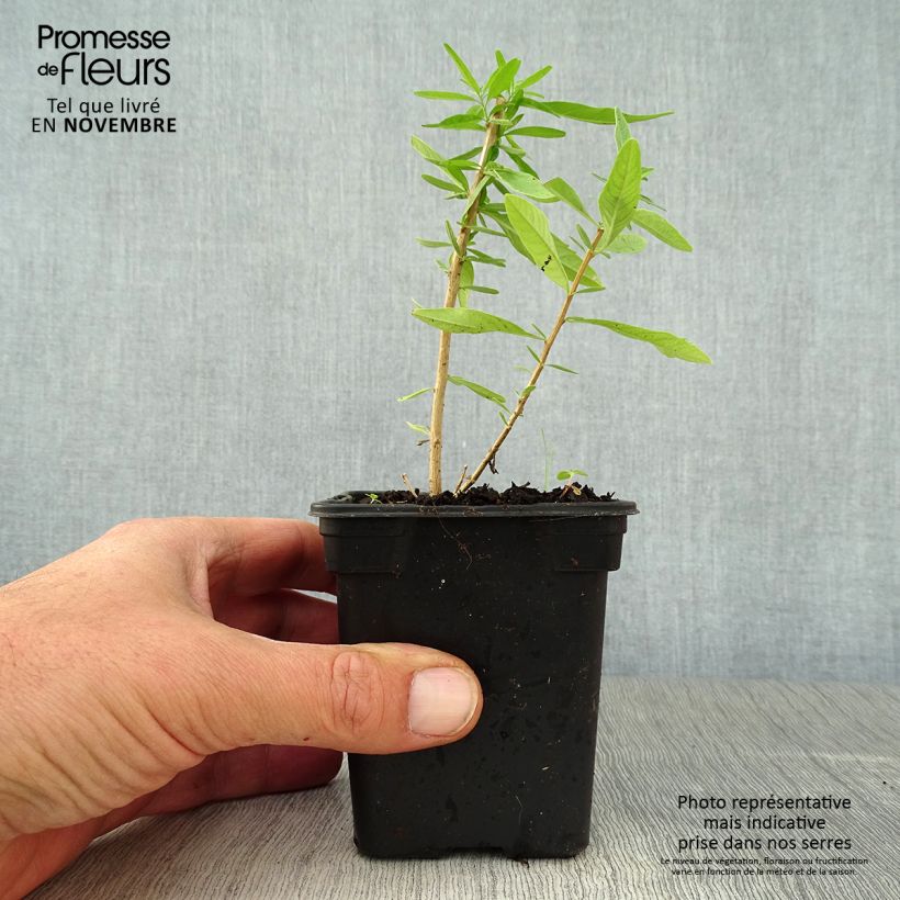 Ejemplar de Burro - Aloysia polystachia Maceta de 7/8 cm entregado en otoño