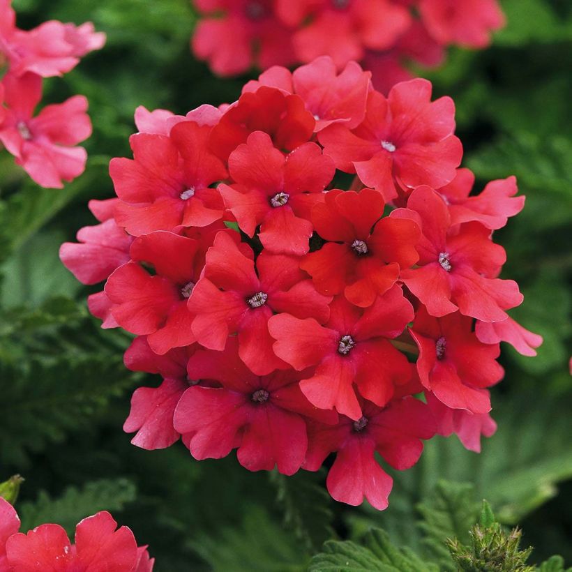 Verbena Endurascape Hot Pink (Floración)