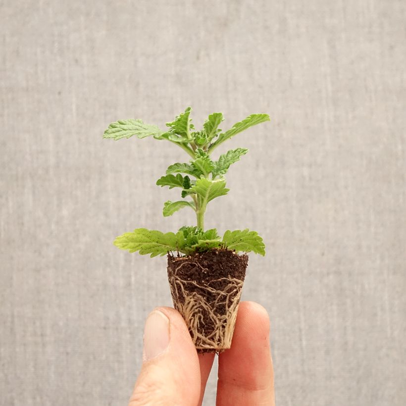 Verbena peruviana Firehouse Peppermint minicepellón: Ø 3/4 cm Ejemplar entregado en la primavera