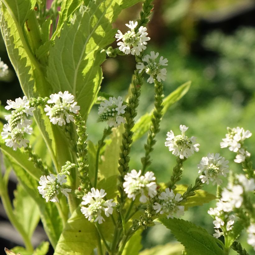 Verbena hastata White Spires (Floración)