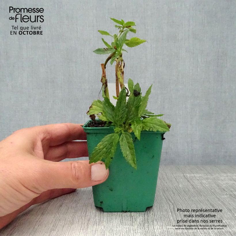 Ejemplar de Verbena hastata White Spires Maceta de 8/9 cm entregado en otoño