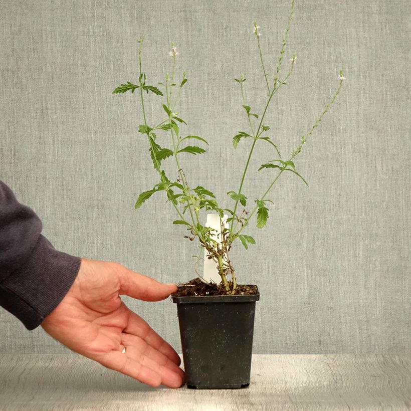 Ejemplar de Verbena - Verbena officinalis Maceta de 8/9 cm entregado en verano