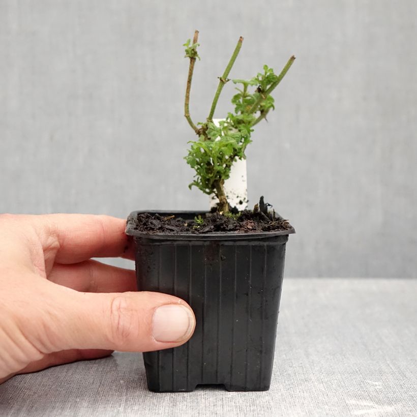 Ejemplar de Verveine Pink Parfait Maceta de 8/9 cm entregado en otoño