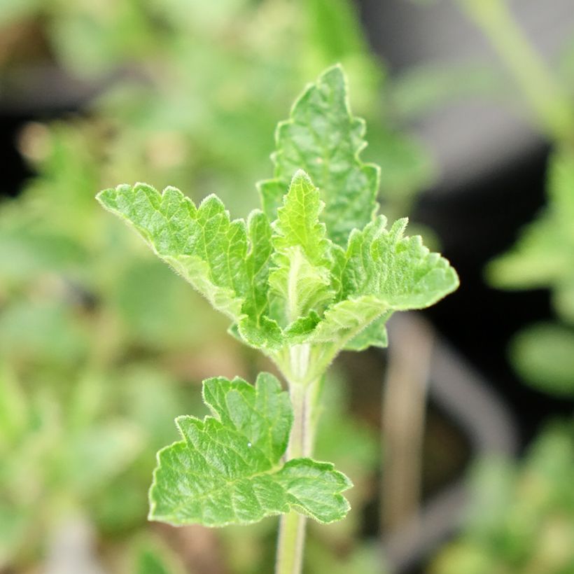 Glandularia hybrida Seabrook's Lavender (Follaje)
