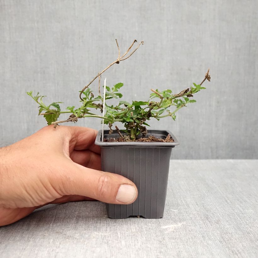 Ejemplar de Glandularia hybrida Seabrook's Lavender Maceta de 8/9 cm entregado en otoño