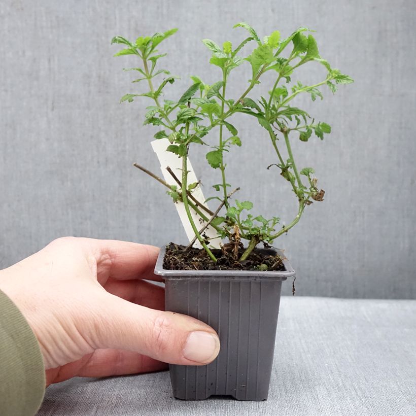 Glandularia hybrida Seabrook's Lavender Maceta de 8/9 cm Ejemplar entregado en invierno