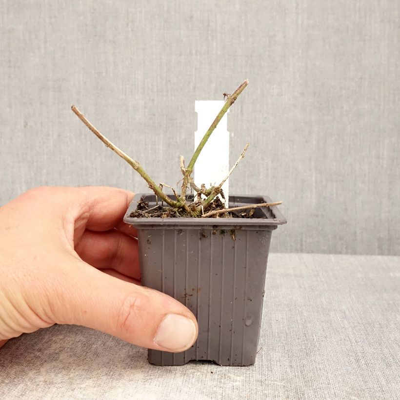 Glandularia hybrida Seabrook's Lavender Maceta de 8/9 cm Ejemplar entregado en la primavera