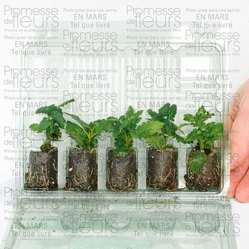 Ejemplo de ejemplar de Verbena Star dreams Patio Lavender minicepellón: Ø 3/4 cm tal y como se entrega