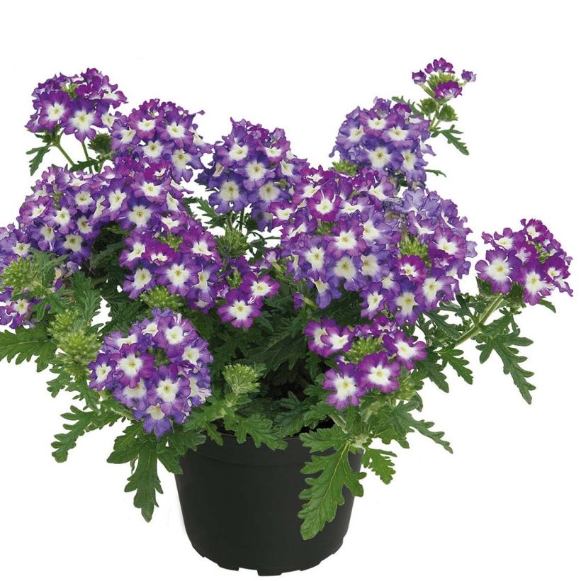 Verbena Lavender White (Porte)