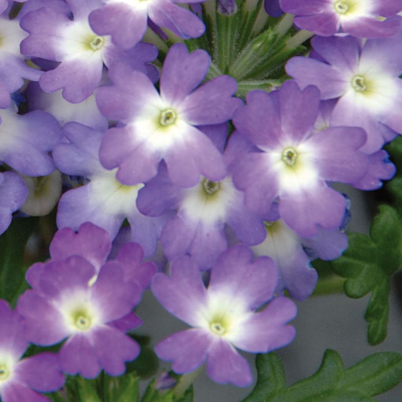 Verbena Lavender White (Floración)